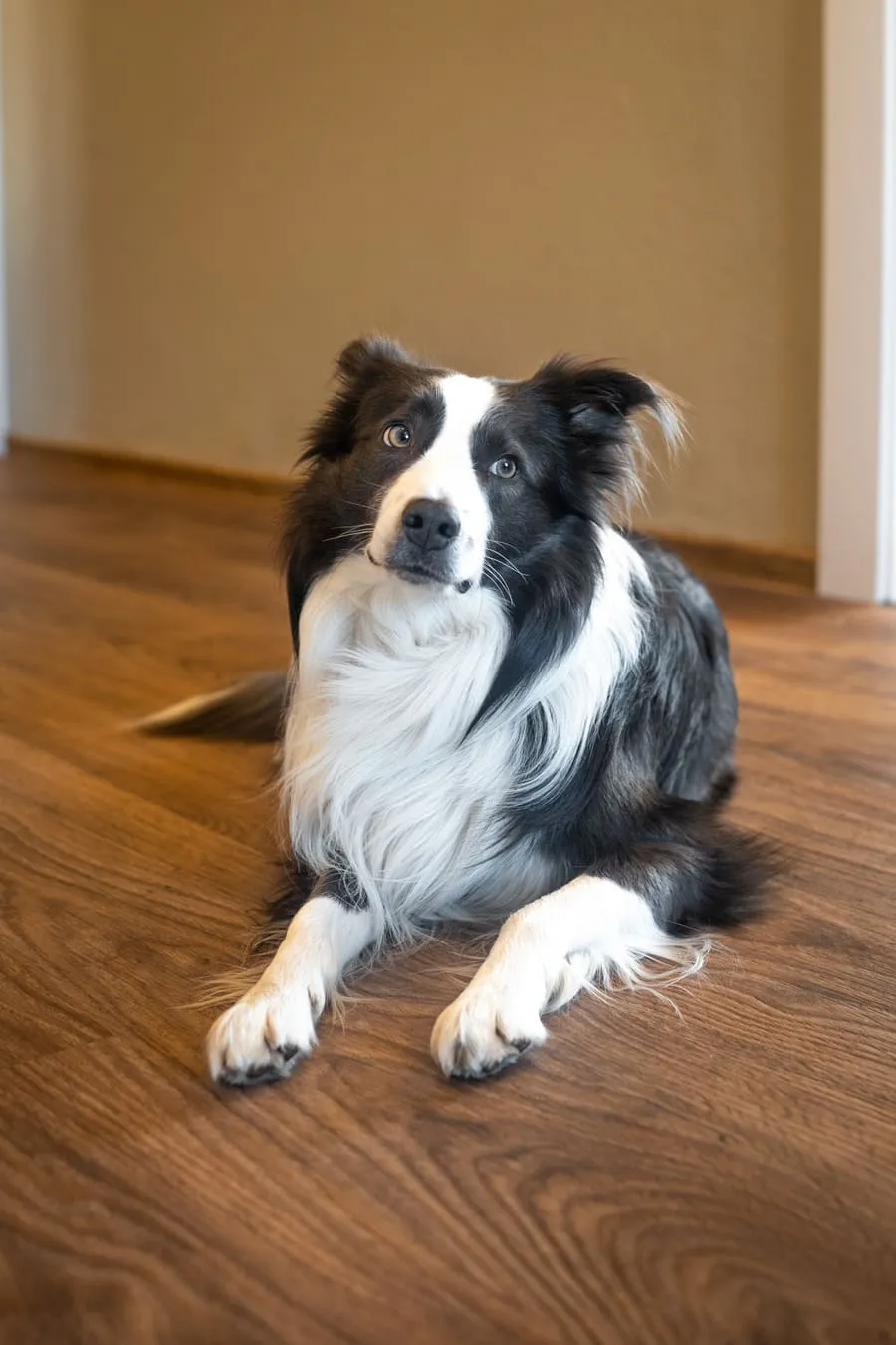 Fynn, Bürohund bei SORUM